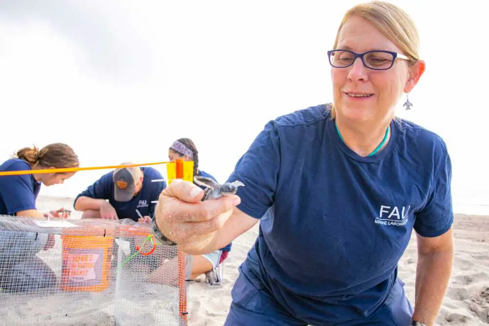 Professor Jeanette Wyneken of Florida Atlantic University shows off a newly hatched sea turtle. (FAU)