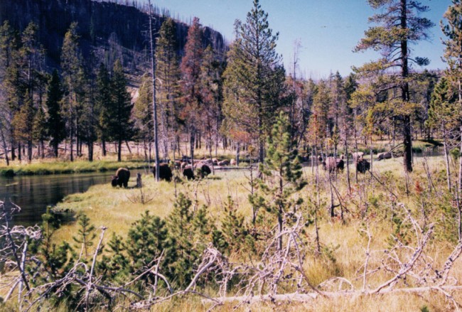 Yellowstone, where buffalo, and American glories, still roam. (© FlaglerLive)