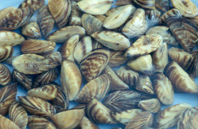 zebra mussell