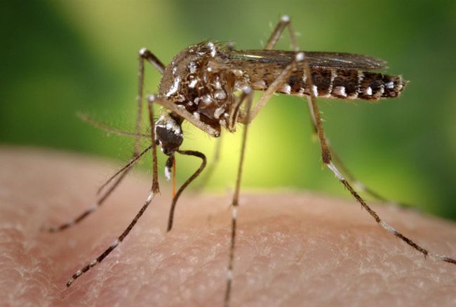 zika Aedes aegypti mosquito